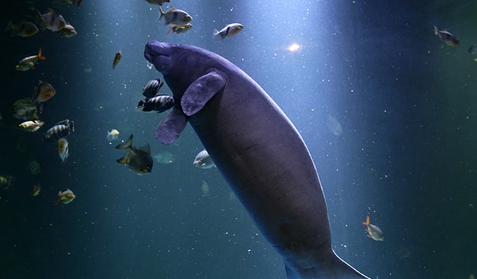 Daegu Alive Aquarium Discount Ticket
