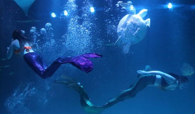 Daegu Alive Aquarium Discount Ticket