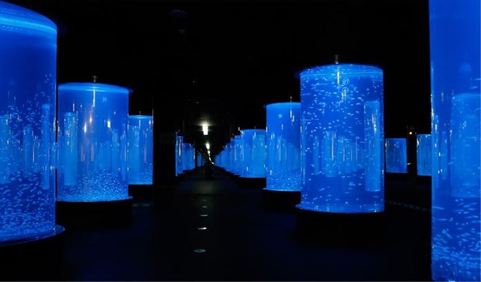 Daegu Alive Aquarium Discount Ticket