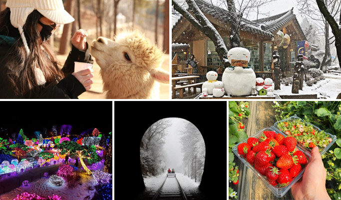 Alpaca World + Nami Island + Garden of Morning Calm 1 Day Tour (with Optional Rail Bike or  Strawberry Picking) - from Seoul