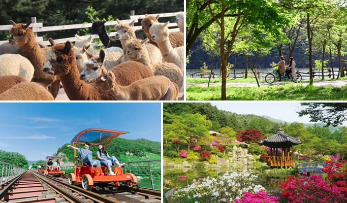 Alpaca World + Nami Island + Garden of Morning Calm 1 Day Tour (with Optional Rail Bike or  Strawberry Picking) - from Seoul