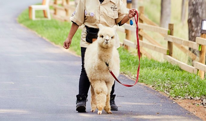 [Gangwon Wonderland] Autumn/Fall Foliage Special: Seoraksan & Alpaca World Tour From Seoul (Oct 16 & 23)