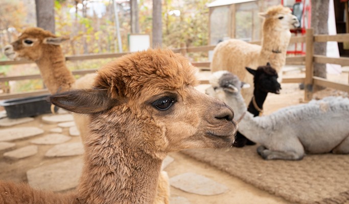 Spring Special: Alpaca World + Nami Island/Garden of Morning Calm/Gangchon Rail Bike/Strawberry Picking 1 Day Private Tour From Seoul (~May)