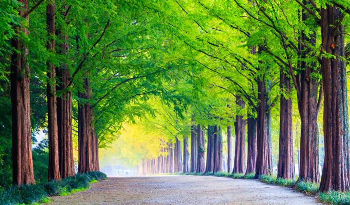 Spring Special: Alpaca World + Nami Island/Garden of Morning Calm/Gangchon Rail Bike/Strawberry Picking 1 Day Private Tour From Seoul (~May)