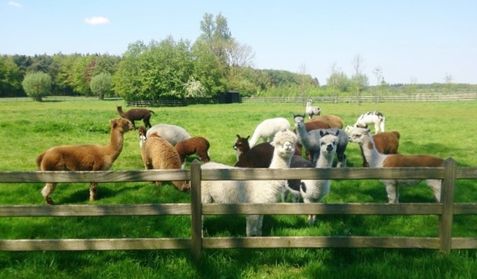 Seoul Vicinity: Alpaca World + Snow Sled + Strawberry Farm 1 Day Tour (Dec~Feb)