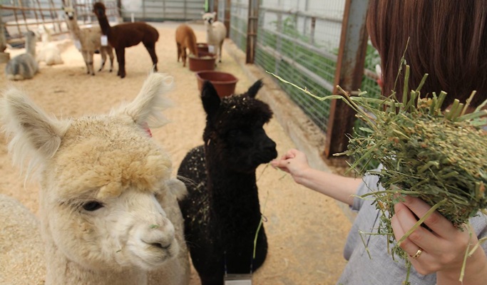 Seoul Vicinity: Alpaca World + Snow Sled + Strawberry Farm 1 Day Tour (Dec~Feb)