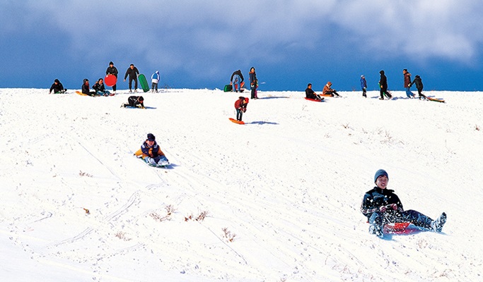 Seoul Vicinity: Alpaca World + Snow Sled + Strawberry Farm 1 Day Tour (Dec~Feb)
