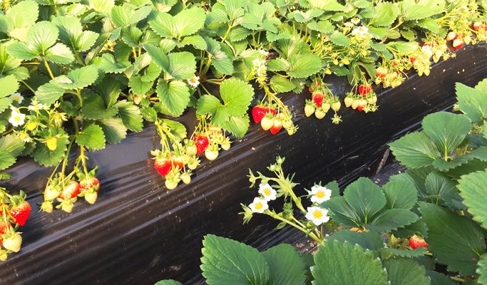 Seoul Vicinity: Alpaca World + Snow Sled + Strawberry Farm 1 Day Tour (Dec~Feb)
