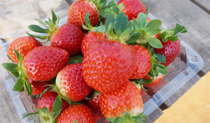 Seoul Vicinity: Alpaca World + Snow Sled + Strawberry Farm 1 Day Tour (Dec~Feb)