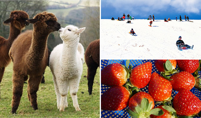 Alpaca World + Snow Sled + Strawberry Farm 1 Day Tour near