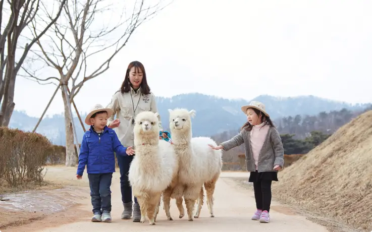 Winter visit to Alpaca World with children walking beside friendly alpacas.