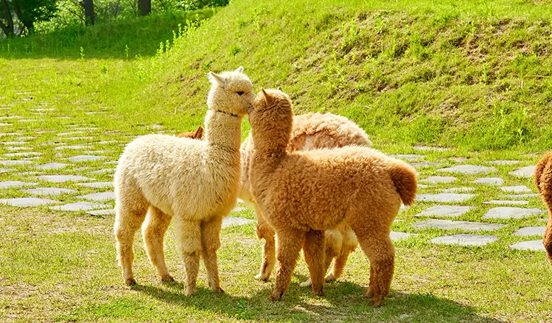 Nami Island Private Tour (+ Alpaca World/Rail Bike/Petite France/Garden of Morning Calm/Samaksan Cable Car options) - from Seoul - view 1