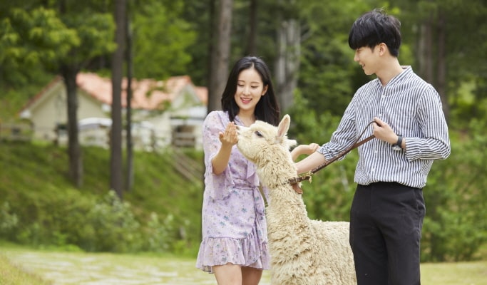 Nami Island + Alpaca World + Garden of Morning Calm + Soyanggang Skywalk Tour