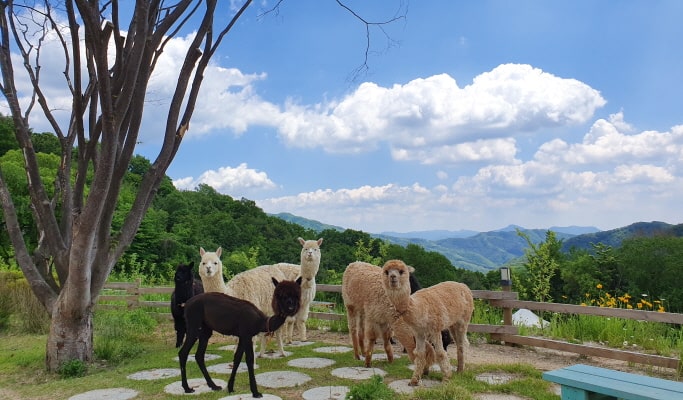 Nami Island + Alpaca World + Garden of Morning Calm + Soyanggang Skywalk Tour