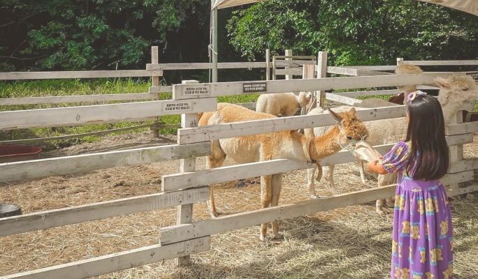 Nami Island + Eobi Ice Valley Tour (+ Garden of Morning Calm/ Rail Bike/ Petite France/ Alpaca World options)