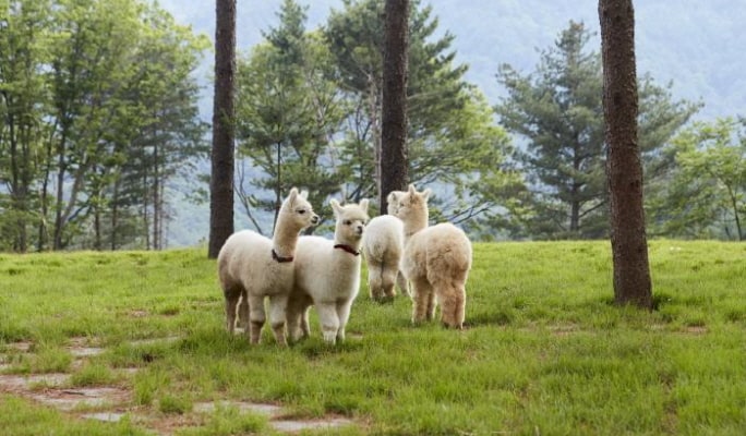 Nami Island + Eobi Ice Valley Tour (+ Garden of Morning Calm/ Rail Bike/ Petite France/ Alpaca World options)