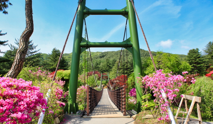 Nami Island & Alpaca World Tour (+ Rail Bike or Garden of Morning Calm options)