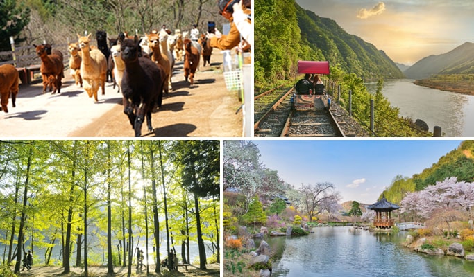 羊駝世界 + 南怡島（+ 鐵路自行車/晨靜樹木園）