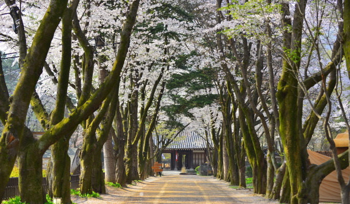 Nami Island & Alpaca World Tour (+ Rail Bike or Garden of Morning Calm options)