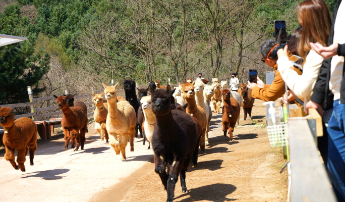 Alpaca World + Nami Island + Samaksan Mountain Lake Cable Car 1 Day Tour - from Seoul
