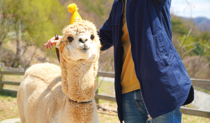 Nami Island & Alpaca World Tour (+ Rail Bike or Garden of Morning Calm options)