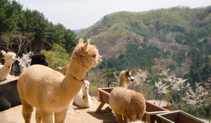Alpaca World + Nami Island + Samaksan Mountain Lake Cable Car 1 Day Tour - from Seoul