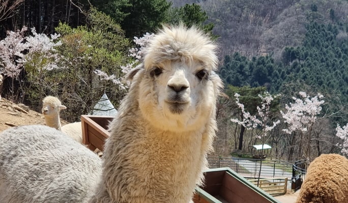 南怡島+羊駝世界（+江村鐵路自行車/小法國）首爾一日遊