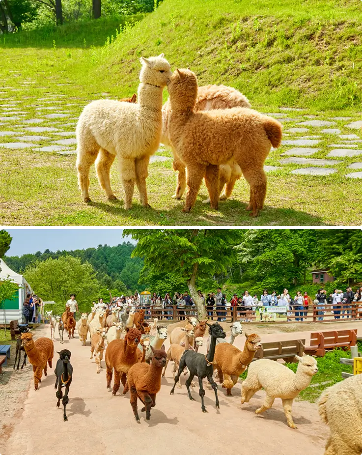 Herd of alpacas roaming freely at Alpaca World in Hongcheon, Korea.