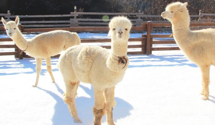 nami island alpaca world tour