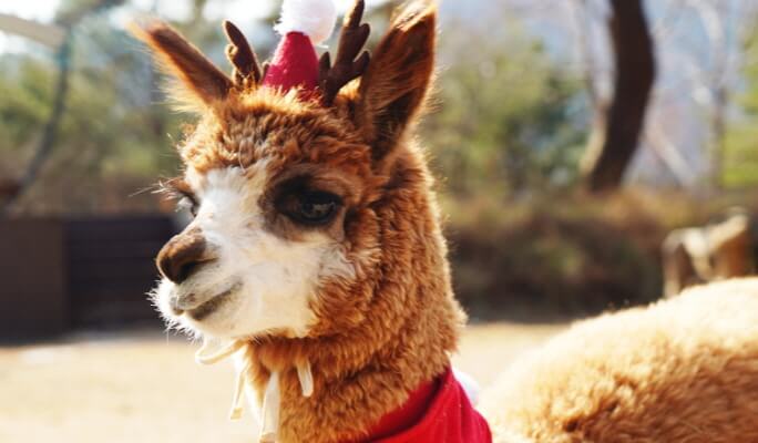 Alpaca World + Nami Island + Garden of Morning Calm 1 Day Tour (with Optional Rail Bike or  Strawberry Picking) - from Seoul