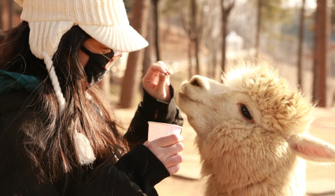 Alpaca World + Nami Island + Garden of Morning Calm 1 Day Tour (with Optional Rail Bike or  Strawberry Picking) - from Seoul
