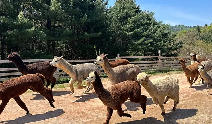 Alpaca World + Rail Bike + Vivaldi Park 1 Day Tour - from Seoul (Apr 4~Jun 30)