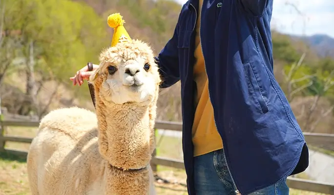 Alpaca World + Rail Bike + Vivaldi Park 1 Day Tour - from Seoul (Apr 4~Jun 30)