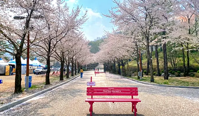 Alpaca World + Rail Bike + Vivaldi Park 1 Day Tour - from Seoul (Apr 4~Jun 30)