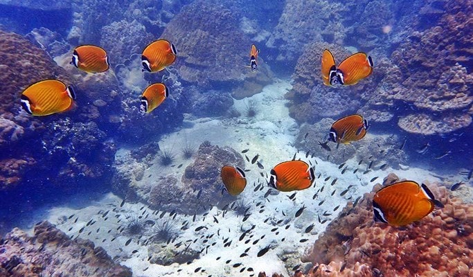 Ang Thong National Marine Park Semi-Private Yacht Tour (+Snorkeling/ Kayaking) - from Koh Samui (+ Hotel Transfer)
