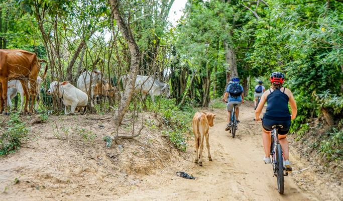 Angkor 3 Temples + Preah Khan Sunrise & Bike Tour (Half Day)