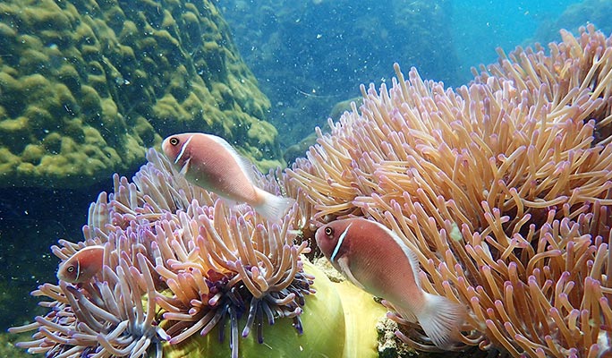Ang Thong National Marine Park Semi-Private Yacht Tour (+Snorkeling/ Kayaking) - from Koh Samui (+ Hotel Transfer)