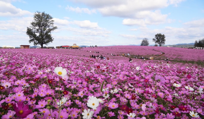Anseong UNESCO 1 Day Tour (+ Namsadang Performance/ Kimchi Making Experience) (Sept~Nov)