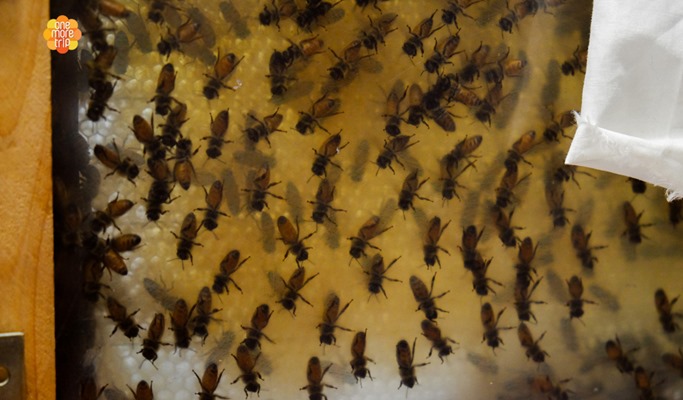 Beeswax Candle Making Experience with Urban Beekeepers in Seoul