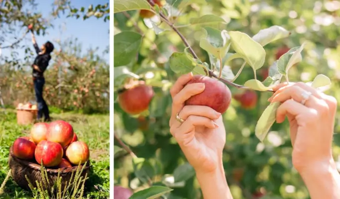 Nami Island & Apple Picking (+Rail Bike/ The Stay Healing Park/ Alpaca Garden) Tour