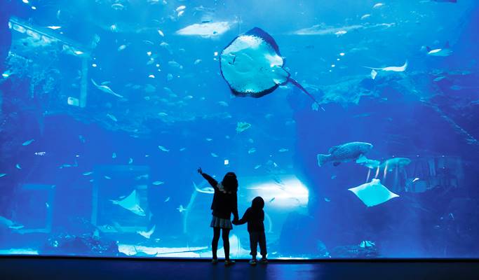 Aqua Planet Ilsan Discount Ticket