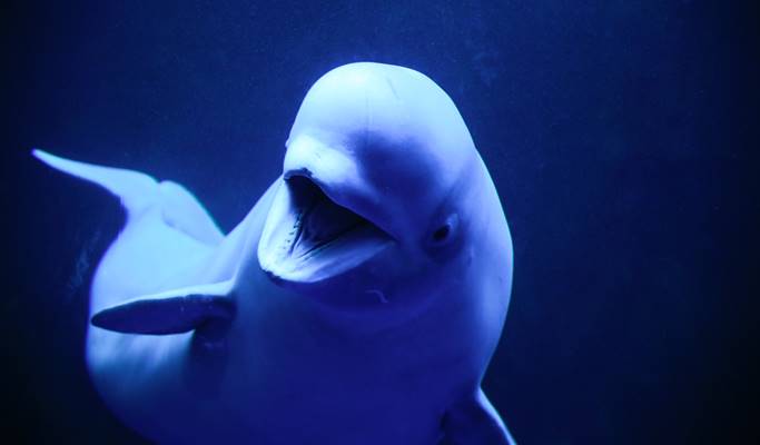 [Glocal]麗水Aqua Planet海洋世界＆Arte Museum 組合票