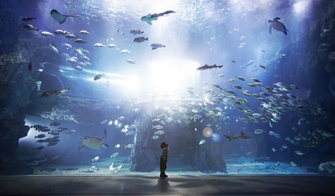 丽水Aqua Planet 优惠门票（+ Helga Stentzel 展览选项）
