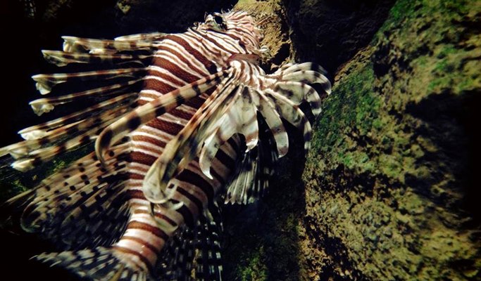 Kuala Lumpur Aquaria KLCC Discount Ticket