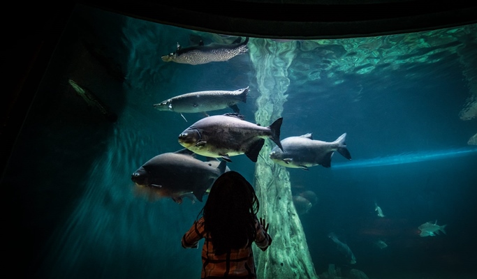 Kuala Lumpur Aquaria KLCC Discount Ticket