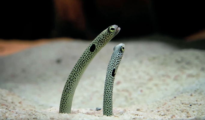 Kuala Lumpur Aquaria KLCC Discount Ticket