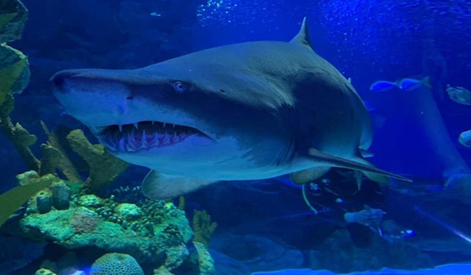 Kuala Lumpur Aquaria KLCC Discount Ticket