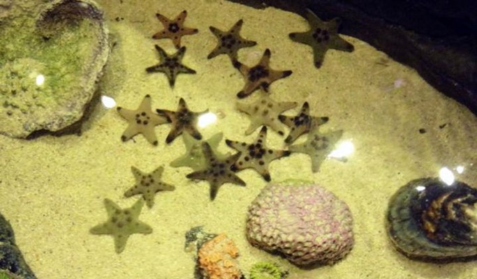 Kuala Lumpur Aquaria KLCC Discount Ticket