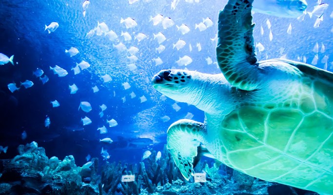 Kuala Lumpur Aquaria KLCC Discount Ticket