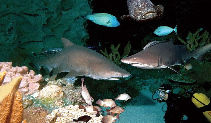 Kuala Lumpur Aquaria KLCC Discount Ticket